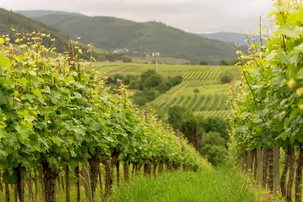 Panorama Vineyards in Baden-Baden. Germany — Stok fotoğraf