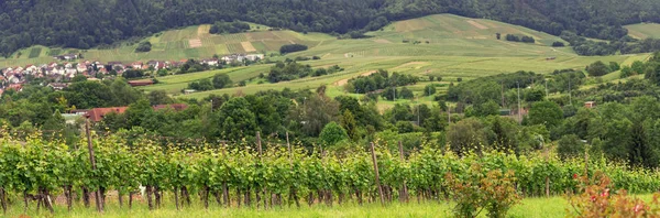 Panorama Vineyards in Baden-Baden. Germany — Stock Photo, Image