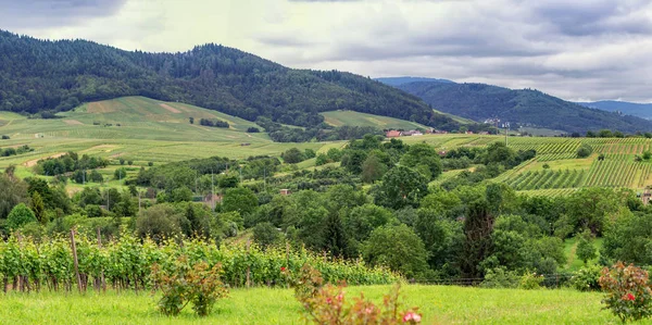 Panorama Vineyards in Baden-Baden. Germany — Stock Photo, Image
