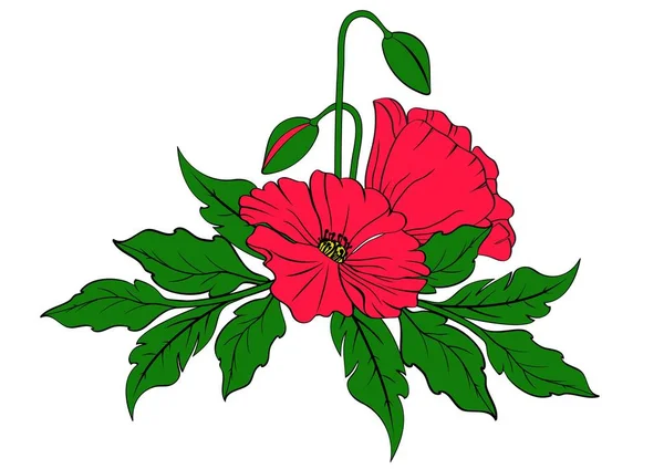 Amapolas rojas sobre fondo blanco con espacio para texto — Vector de stock