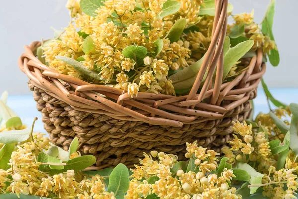 Linden flowers harvest on the wooden table — Stock Photo, Image