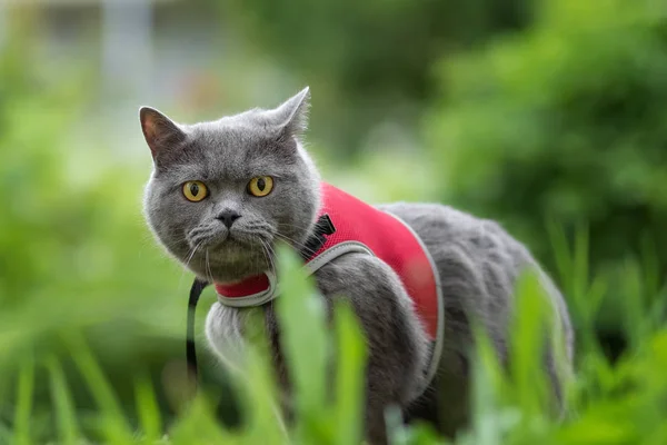 Britische Kurzhaar Katze Tragen Weiße Halsband Und Leine