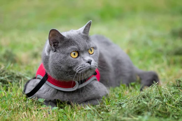 British cat on a walk in the park — Stock Photo, Image