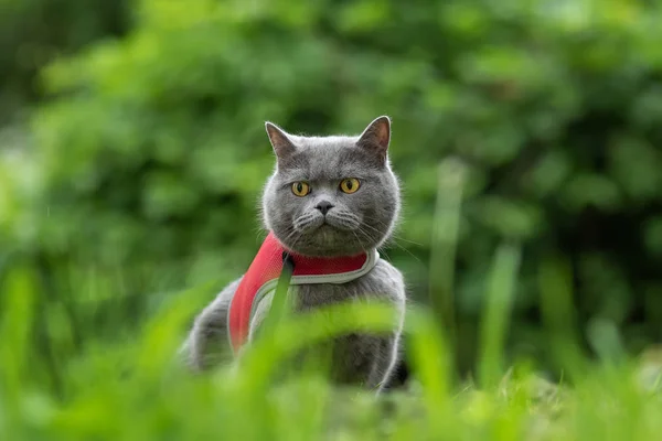 British cat on a walk in the park — Stock Photo, Image