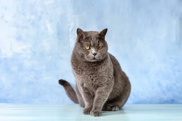 Porträtt av en brittisk katt på en blå bakgrund — Stockfoto