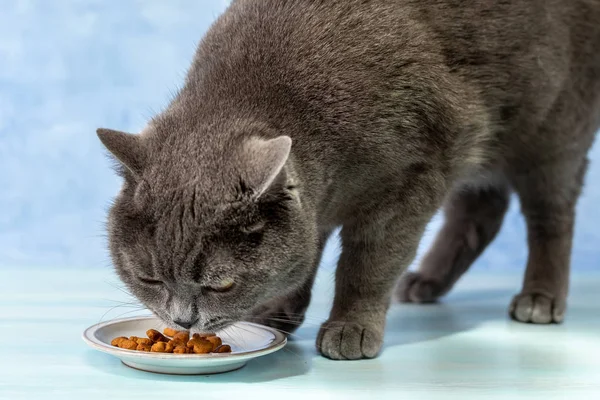 İngiliz kedisi kuru yemek yiyor — Stok fotoğraf