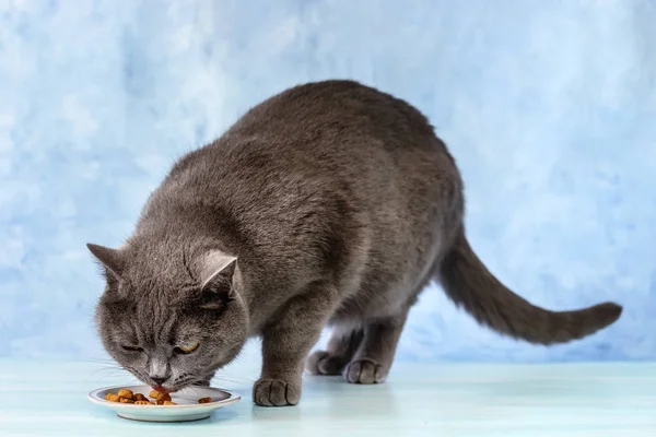 İngiliz kedisi kuru yemek yiyor — Stok fotoğraf