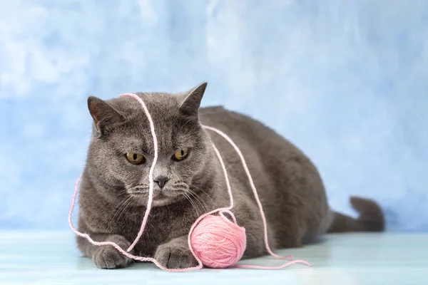 Gatto britannico che gioca con fili per maglieria — Foto Stock