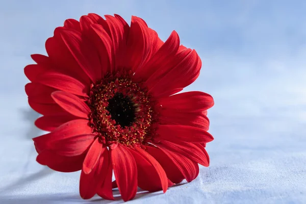 Gerberas rojas sobre fondo azul — Foto de Stock