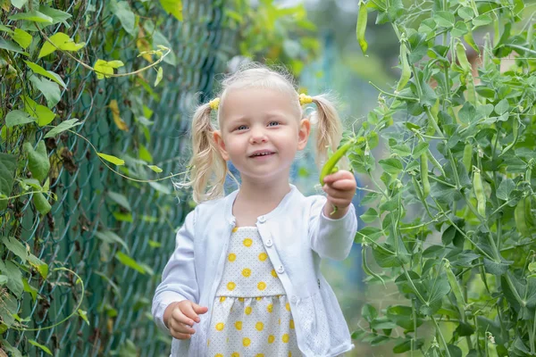 Het kleine meisje verzamelt een gewas van groenten in de tuin — Stockfoto