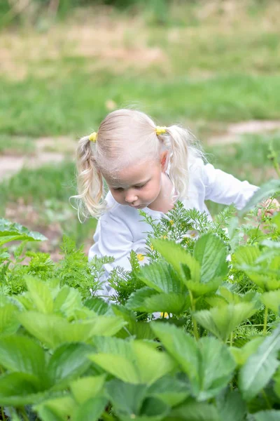 La bambina raccoglie un raccolto di verdure nell'orto. — Foto Stock