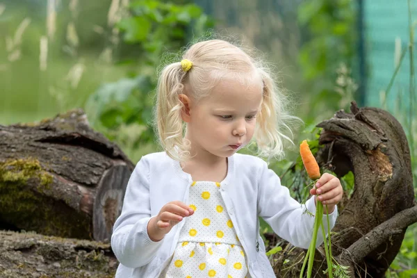 La bambina raccoglie carote e mangia carote in giardino — Foto Stock