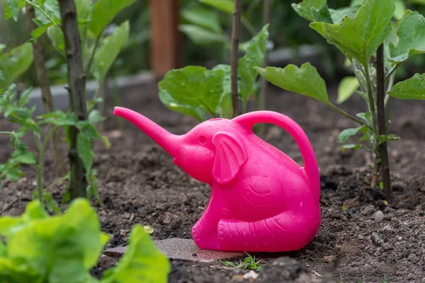 Arrosoir rose dans le jardin, prêt pour l'arrosage — Photo