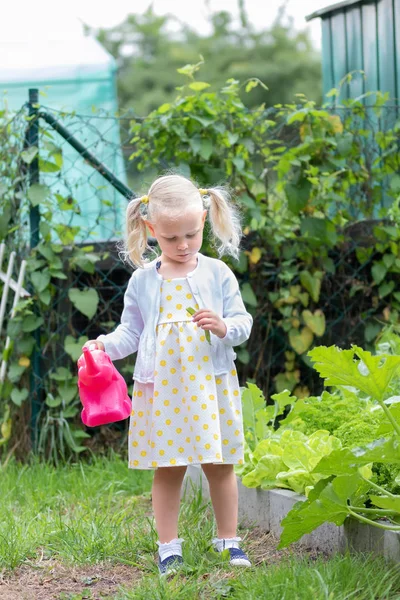 La bambina che annaffia un raccolto con un annaffiatoio rosa — Foto Stock