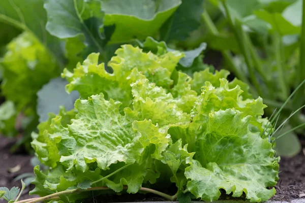 Salatblätter im Garten aus nächster Nähe — Stockfoto