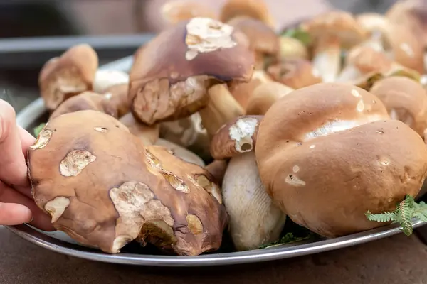 美味牛肝菌。美味牛肝菌是可食用的蘑菇. — 图库照片