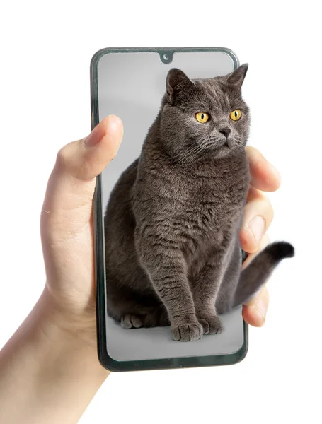 Muotokuva Kissasta Älypuhelimessa Tyyliname — kuvapankkivalokuva