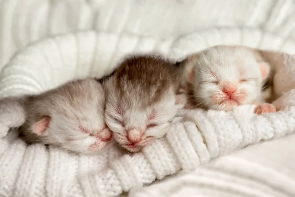 新出生的小猫在温暖的格子花下睡觉 — 图库照片