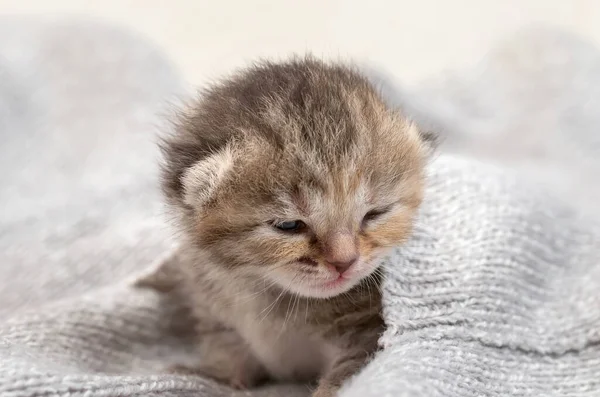 Little British Kitten Learns Walk — Stock Photo, Image