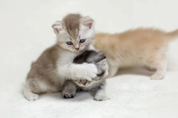 Diverse Britse Kittens Zittend Witte Ruitjes — Stockfoto