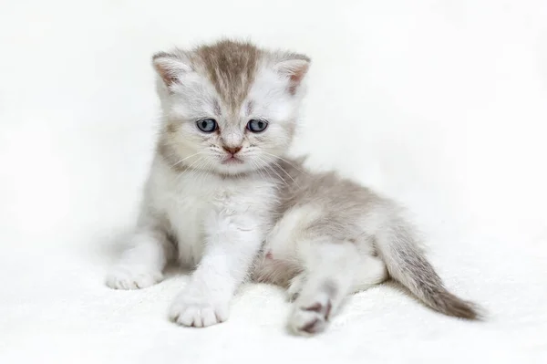Mały Brytyjski Kotek Jasnym Tle — Zdjęcie stockowe