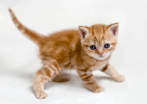 Pequeno Gatinho Britânico Fundo Leve — Fotografia de Stock