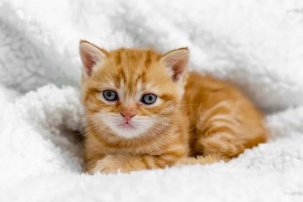 小さな英国の子猫の光の背景 — ストック写真