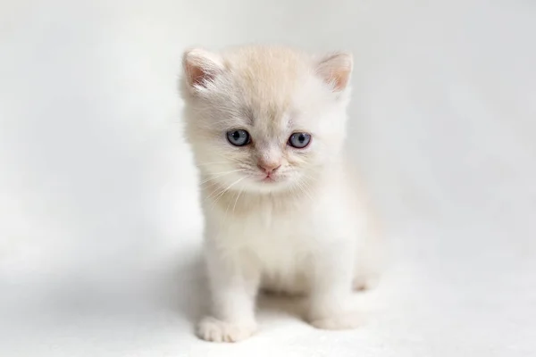 Mały Brytyjski Kotek Jasnym Tle — Zdjęcie stockowe