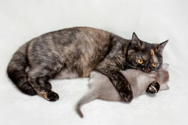 Gato Británico Con Gatito Sobre Fondo Claro — Foto de Stock