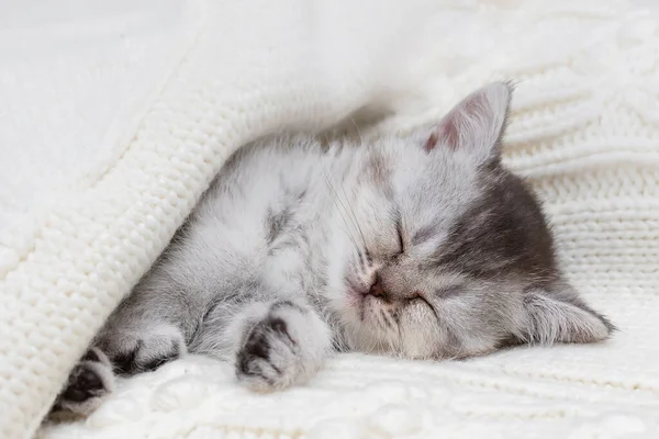 Pequeño Gatito Británico Gris Durmiendo Debajo Una Manta — Foto de Stock