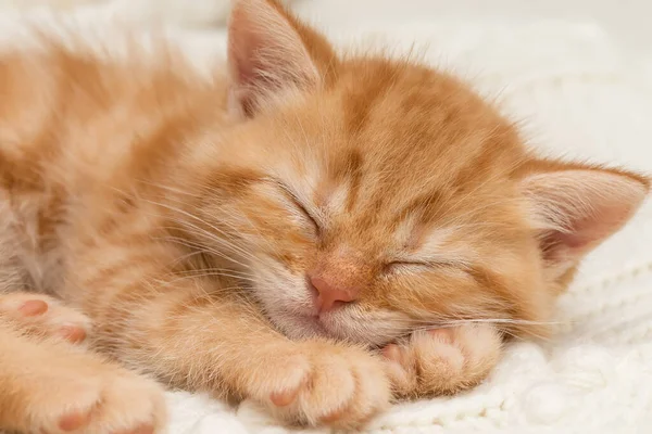 可爱的小橙色英国小猫 — 图库照片