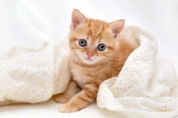 Small Cute Orange British Kitten — Stock Photo, Image