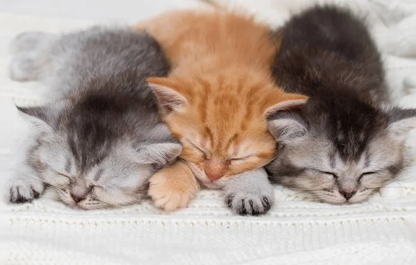 Tres Gatitos Británicos Duermen Juntos —  Fotos de Stock