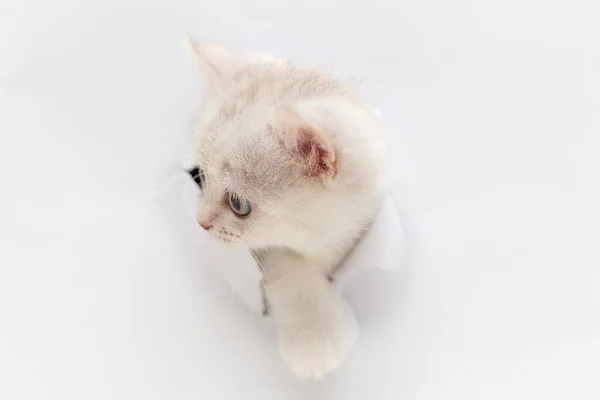 Kitten Kijken Door Een Gat Het Papier — Stockfoto