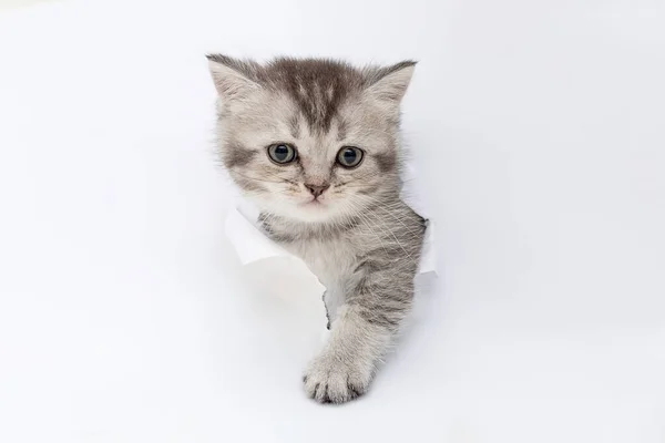 Котенок Смотрит Сквозь Дыру Бумаге — стоковое фото