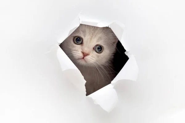 子猫は紙の穴を通して見る — ストック写真