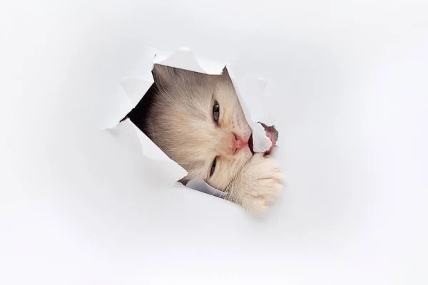 Kitten Regarder Travers Trou Dans Papier — Photo