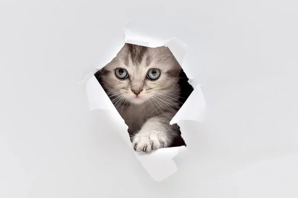 Kattunge Titta Genom Ett Hål Papperet — Stockfoto