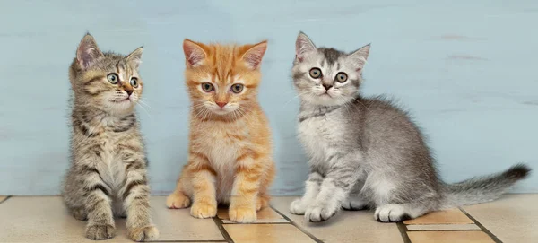 Três Gatinhos Britânicos Estão Sentados Juntos Imagem Panorâmica — Fotografia de Stock