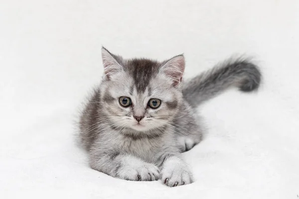 Silver British Chaton Gros Plan — Photo