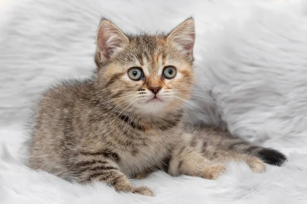 小さなタビー子猫が閉じます — ストック写真