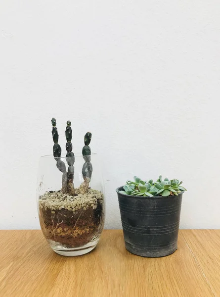 Kaktus Auf Holz Textur Hintergrund — Stockfoto