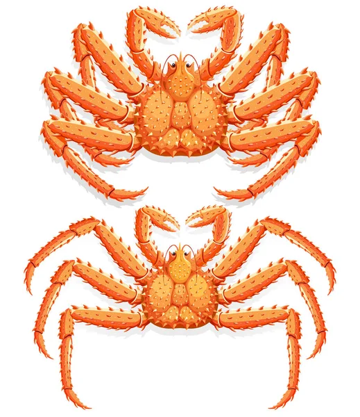 Cangrejo rey de Alaska. Ilustración vectorial . — Vector de stock