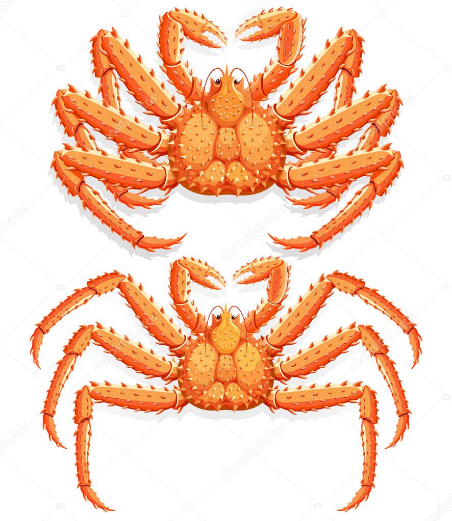 Alaskan king crab. Vector illustration.