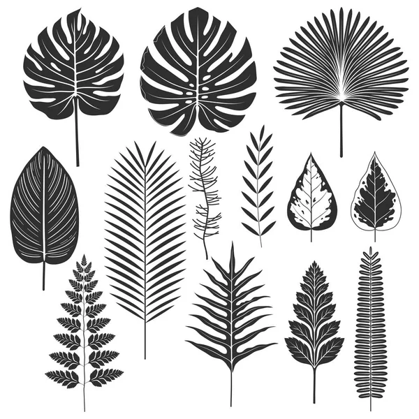 Illustrations vectorielles de l'ensemble silhouette feuille tropicale — Image vectorielle