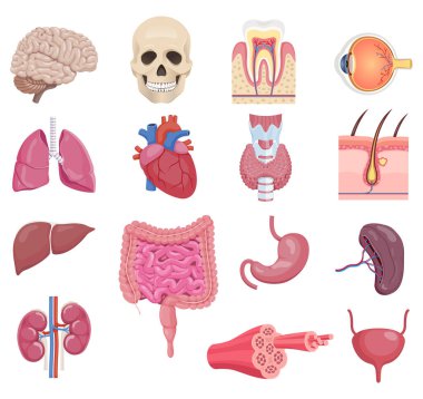 İç insan anatomisi organ ikonu seti. Vektör illüstrasyonları.