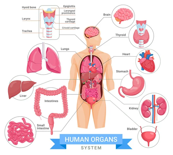 Ilustrações Vetoriais Sistema Órgãos Humanos — Vetor de Stock