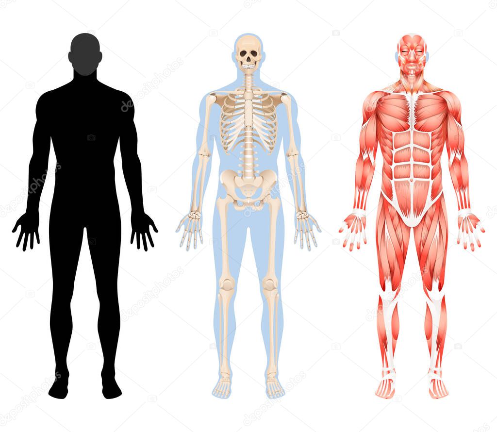 Human body skeleton and muscular system vector illustrations.