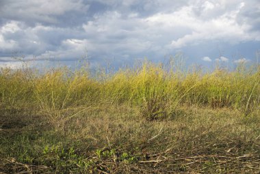 wild grass and shrubs under a cloudy sky, Cabras, Sardinia, Italy