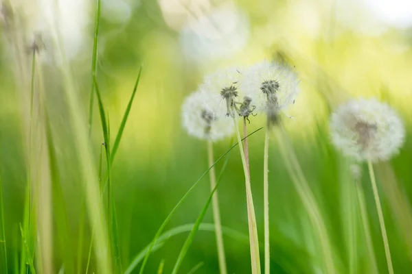 Padang rumput hijau dengan fluffydandellions indah. Alam musim panas lembut atau latar belakang musim semi. Bidang kedalaman yang dangkal. Fokus lembut — Stok Foto